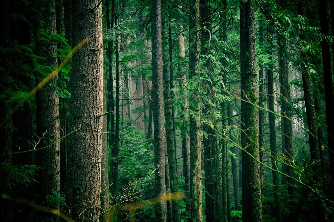 cropped-jachan-devol-525025-unsplash_Easy-Resize.com_-1.jpg
